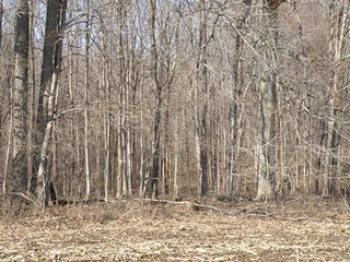 Property photo 45 - REAL ESTATE AUCTION - 345+/- ACRES OFFERED IN 13 TRACTS IN LAPORTE COUNTY, INDIANA